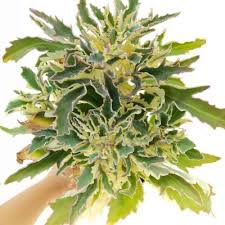 Image result for Kalanchoe laciniata