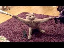 Wanna Laugh Hard Right Now Watch These Extremely Funny Animal Videos Youtube Funny Animal Videos Funny Animals Animal Gifs