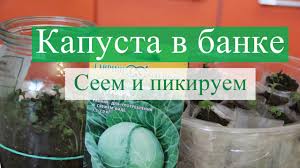 во саду ли в огороде юлия миняева посадка капусты Seem Kapustu V Banku Dalee Pikiruem 30 03 16 Sadovodstvo Ovoshnoj Ogorod Ogorod