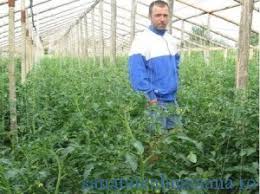 Vând mere cumpăr mere vând pere cumpăr pere cumpăr cartofi. Reportajul De Duminica Bursa Rosiilor De Buzau SÄƒnÄƒtatea BuzoianÄƒ