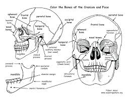 Human Anatomy Coloring Book 41 And Skull Coloring Pages Anatomy Human Human Anatomy And Anatomy Coloring Book Skull Coloring Pages Human Anatomy And Physiology