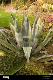 Image result for Agavaceae