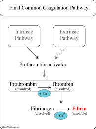 Image result for Anticoagulation Pathway