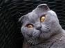 British Shorthair Or Scottish Fold? – My British Shorthair