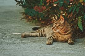 Wasp stings are quite common, especially during the summer months. How To Keep Your Family Cat Safe In The Garden
