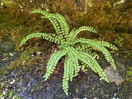 Image result for Asplenium trichomanes