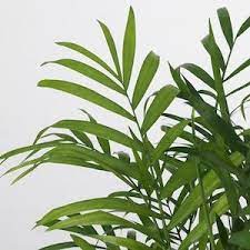 succulents plants ikea parlor palm plants potted plants