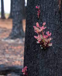 Fire fans are wonderful way to express yourself, dance with fire and make a gourde moves. Australia Fires Plants Photographed Regrowing In Ashes Bbc News