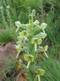 Image result for Habenaria epipactidea