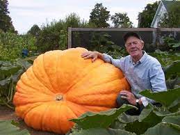 25 Dill S Atlantic Giant Pumpkin Seeds 1500 Pound Giant Pumpkin Seeds Giant Pumpkin Growing Pumpkins
