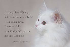 Katzen Haben Geduld Katzen Zitate Zitate Uber Katzen Katzen