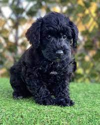 If one of the parent breeds is a giant schnauzer, your schnoodle will likely be towards the middle to the upper portion of this range. Schnoodle Puppies For Sale Banksia Park Puppies