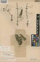 Image result for Cissus welwitschii