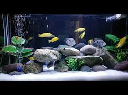 Freshwater Aquarium Setup 2017 In Hindi Youtube Aquarium Setup Freshwater Aquarium Aquarium