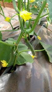 Image result for thrips damage on cucumber