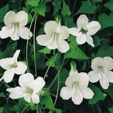 Twining stems or petioles, tendrils, and aerial roots with adhesive disks. 54 Garden Vines Zone 9 Ideas Vines Garden Plants