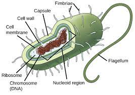 Maybe you would like to learn more about one of these? Pin On 130w Bacteria Cell