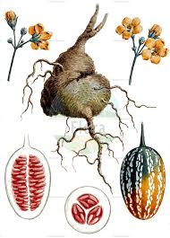 Image result for Peponium vogelii