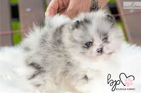 They are friendly and ready for their forever homes. Beyonce Pomeranian Puppy For Sale Near Houston Texas 775d2dbb 3071