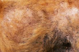 There will be white specks hooked on their coat, which may come off on their bedding or on your clothes. How Many Dog Skin Problems Can Your Pup Get K9 Web
