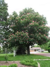 With orange blotch in center and white margins born in erect panicles, deciduous tree with. Horsechestnut Red Treebrowser