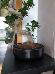 Ikea Bonsai Umtopfen Pflanzen Pflanzenpflege Gartnerei