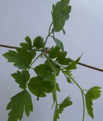 We did not find results for: Clematis Montana Clematis Vitalba Baumkunde Forum