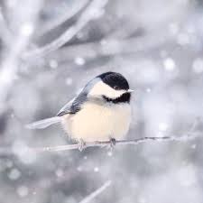 bird in snow fine art print animal photography print bird photography winter bird photo nature hayvan fotografciligi resimler hayvanlar