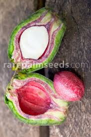 Image result for Barringtonia