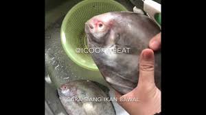 Ikan juga bisa dibuat menjadi sup. Cara Siang Ikan Bawal Youtube