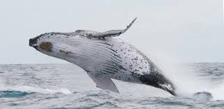 #whale breaching just off #nsw #golf course in la perouse today. Humpback Whale Breaching On The North Coast Of Bahia Northeast Brazil Download Scientific Diagram