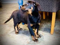 Browse and find cross breeds and mongrel puppies today, on the uk's leading dog only classifieds site. German Shepherd Dogs And Puppies For Sale In Kirkby Underwood Pets4homes