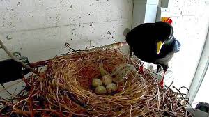 Die geschichte von emil sinclairs jugend. Auf Der Bergstation Staubern Hat Sich Ein Vogel Eingenistet Fm1today