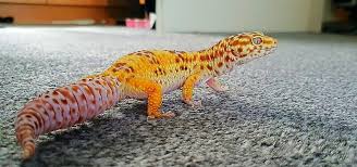 Are you looking for a exotic pet stores near you?whether you are you new to… Best Pet Lizards Exoticdirect