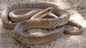 Is a coachwhip snake poisonous? Kansas Herpetofaunal Atlas