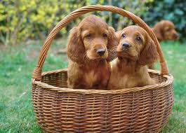 Image result for irský setr