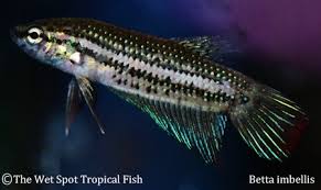 Pin On Fish