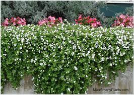 Check spelling or type a new query. Bacopa Small White Or Purple Flowers Trailing Habit Good For Hanging Baskets Or Pots Can Handle Light Frosts Plan Plants Bacopa Front Yard Landscaping