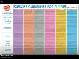 Exercise Guide For Puppies Puppy Schedule Training Your