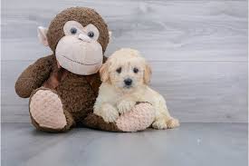 Mini goldendoodles are cuddly, very loving, and smart. F1b Mini Goldendoodle Puppy