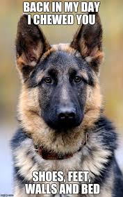 At carissima kennels, we breed german shepherds exclusively to provide your family with a strong, happy, healthy dog whether you are looking for a show dog, family pet, sport dog or companion animal. German Shepherd World Home Facebook