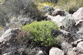 Image result for Tridactyle filifolia