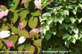 Тропическая лиана