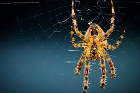 If you're looking for the best spiders wallpapers then wallpapertag is the place to be. Spiders Wallpapers Top Free Spiders Backgrounds