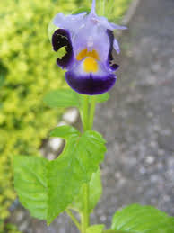 Image result for Torenia thouarsii