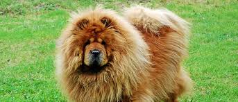 Image result for chow chow
