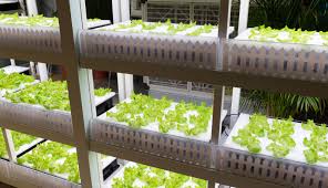 Image result for World's first 'robot run' farm to open in Japan