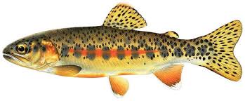 La trucha arcoíris (oncorhynchus mykiss) es un pez eurihalino de agua dulce y de mar de la familia de los salmónidos, distribuido de forma nativa por el norte del océano pacífico, desde japón pasando por el mar de bering hasta la península de baja california en méxico. Trout Alchetron The Free Social Encyclopedia