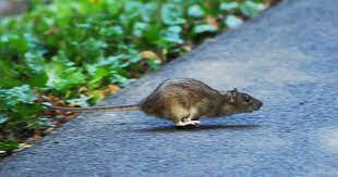 tips om ratten te voorkomen kliknieuws