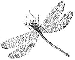 We did not find results for: Free Printable Dragonfly Coloring Pages For Kids